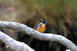Tasmanian Azure Kingfisher